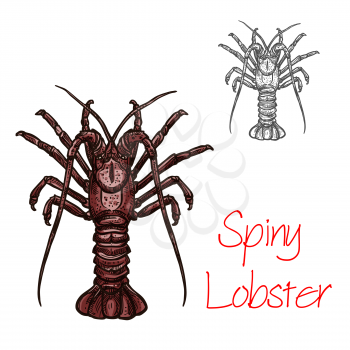 Spiny lobster vector color sketch icon. Ocean lobster crustacean or langusta or langouste species symbol for seafood restaurant or fish food and fishing market or zoology design template