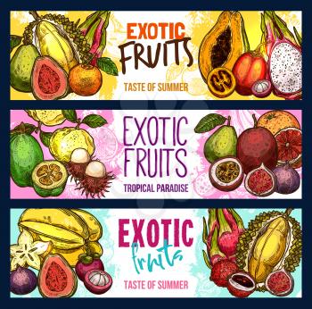 Exotic fruits sketch banners for fruit shop or farmer market. Vector sketch tropical guava, lychee or mangosteen and durian, kiwi or papaya and feijoa or juicy dragon fruit pitaya and starfruit