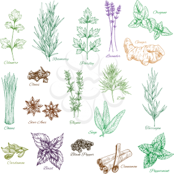 Herbs and spices vector isolated sketch icons. Cilantro, rosemary or parsley and lavender. Seasonings of ginger and spicy oregano, chives and anise, culinary condiment basil and cinnamon or peppermint