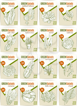 Green salads or vegetables price cards sketch design templates for farm market or grocery store. Vector set of chicory and oakleaf lettuce or spinach or pak choi cabbage, sorrel and watercress veggies
