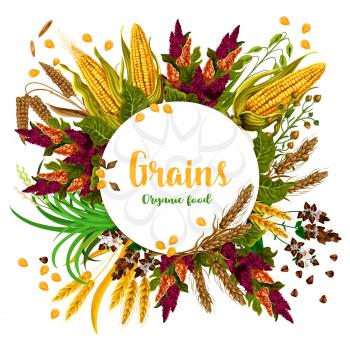 Grains and organic food poster of farm grown fresh and tasty organic corn, wheat and barley. Grains vector harvest of rye and oats or millet for agriculture and food production
