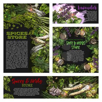 Spices and herbs vector posters and banners for spice store. Organic spices for cooking and farmer markets of lavender, black and red pepper or basil and farm grown cilantro or horseradish and dill