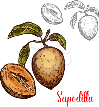 Sapodilla fruit sketch isolated icon. Vector botanical sketch design of whole or exotic tropical fruit manilkara zapota whole and cut with seeds for jam or juice dessert and farmer market