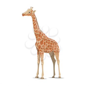 Giraffe wild animal vector icon side view. Wild mammal giraffes species for wildlife fauna and zoology or hunting nature zoo adventure club design and sport team trophy symbol