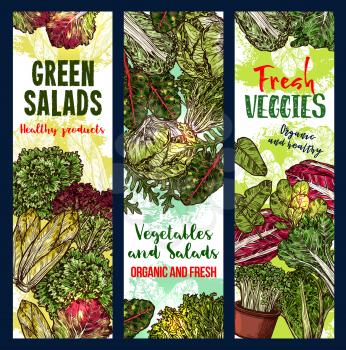 Vegetarian salads or lettuce vegetables sketch banners. Vector design of vegan chicory and oakleaf lettuce or spinach, watercress veggie or pak choi cabbage and sorrel for farm market or grocery store