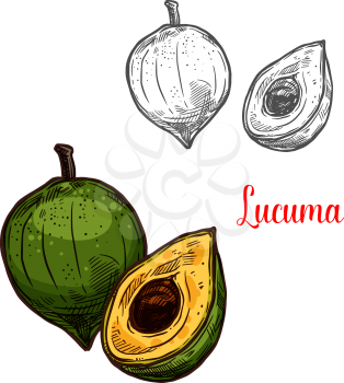 Lucuma green tropical fruit sketch. Vector botanical design of pouteria lucuma fruit for farm fruit market, juice or jam package. Isolated on white