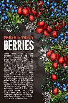 Berries sketch poster of fresh tasty forest berry harvest. Vector design of juniper fruit, or hawthorn and whitethorn tree berry for farmer fruit store or market