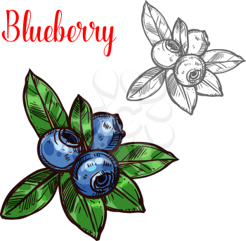 Blueberry berry color sketch icon. Vector botanical design of blueberries fruits bunch with leaf for juice or jam dessert or farmer market isolated color sketch symbol