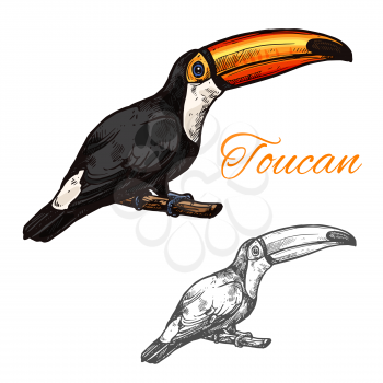 Toucan exotic tropical bird color sketch icon. Vector isolated botanical or zoology design of toucan or toco aracari and toucanet species of South Africa and Mexico for wildlife fauna and and nature zoo
