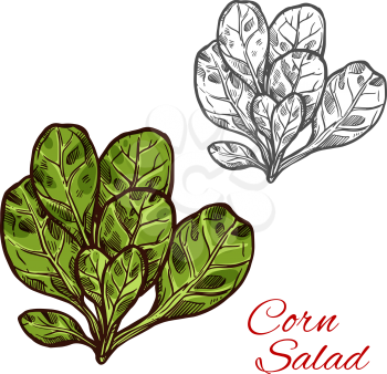 Corn salad lettuce color sketch icon. Vector botanical design of fresh farm grown vegetarian cornsalad or feldsalad leaf vegetable for veggie salads or grocery market isolated symbol