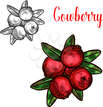Cowberry berry color sketch icon. Vector botanical design of cowberries or lingonberry and partridgeberry fruits bunch with leaf for juice or jam dessert or farmer market isolated color sketch symbol