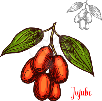Jujube berry color sketch icon. Vector botanical design of jujube fruits bunch or Chinese date jujuba buckthorn with leaf for juice or jam dessert or farmer market isolated sketch symbol