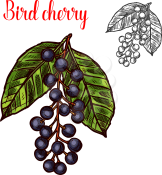 Bird cherry berry color sketch icon. Vector botanical design of bird cherries or hackberry and hagberry fruits bunch with leaf for juice or jam dessert or farmer market isolated color sketch symbol