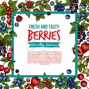 Berries and berry fruits sketch poster of fresh forest or garden and farm grown organic berry harvest. Vector blueberry, blackberry or strawberry, raspberry, gooseberry or red currant and blackcurrant