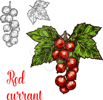 Red currant berry color sketch icon. Vector botanical design of redcurrant berries bunch with leaf for juice or jam dessert or farmer market isolated sketch symbol template