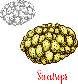Sweetsop or sugar apple exotic fruit sketch. Asian custard apple berry of tropical tree isolated icon for healthy nutrition food ingredient or vegetarian dessert themes design