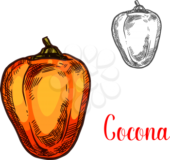 Cocona exotic fruit of tropical tree isolated sketch. Ripe orange cocona fruit, sweet berry of amazonian rainforest plant icon for natural vegetarian nutrition, peruvian sauce recipe design
