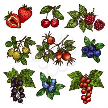 Berry branches sketch of fresh garden fruits. Strawberry, cherry and blueberry, raspberry, gooseberry and briar, red and black currant with green leaf icons for vitamin food and natural juice design