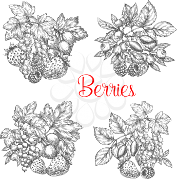 Berries sketch. Vector icons set of garden or forest berry fruits strawberry and raspberry, red or black currant and briar or bramble, cherry and gooseberry or blueberry and blackberry with bilberry and cranberry