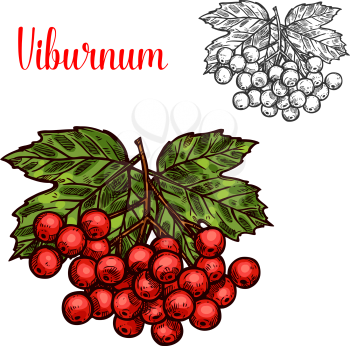 Viburnum fruit branch isolated sketch with red berry and green leaf. Healthful viburnum fruit bunch icon for natural vitamin and herbal medicine ingredient design