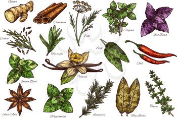 Spice, herb and green leaf vegetable sketch with names. Mint, rosemary and cinnamon, parsley, chilli pepper and ginger, dill, thyme and cardamom, basil, vanilla and star, bay leaf, oregano and cumin