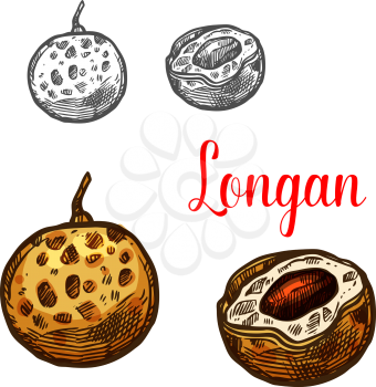 Longan sketch of exotic tropical fruit. Whole and half of asian yellow berry with dark seed isolated symbol for juice and fruity drink ingredient, vegetarian snack and exotic dessert menu design