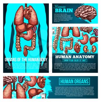 Human anatomy medical banner set with organ sketch. Human body silhouette with heart, brain and lungs, liver, kidney and stomach, spine, intestine and ear, tooth and bones poster for medicine design