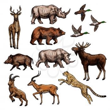 Wild animal and bird sketch set. African safari jaguar or leopard, rhino and antelope, duck, forest deer, bear and elk, reindeer, boar and goat icon for hunting sport and wildlife themes design