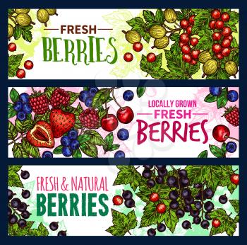 Fruit, wild and garden berry sketch banner set for natural juice and jam label design. Strawberry, cherry and blueberry, raspberry, gooseberry, black and red currant fruit branch with green leaf