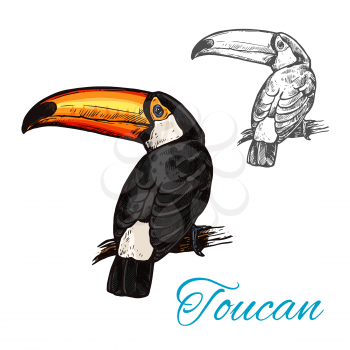 Toucan tropical bird sitting on branch sketch. South american exotic toco toucan with bright feathers and beak isolated icon for zoo mascot or tropical jungle wildlife themes design
