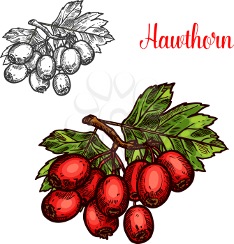Hawthorn fruit sketch of whitethorn tree branch. Ripe hawberry branch with red berry and green leaf isolated icon for herbal medicine, natural tea and jam ingredient design