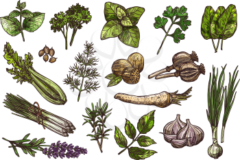 Fresh herbs, spice and condiment sketch of natural seasoning. Basil, mint and green onion, rosemary, thyme and parsley, dill, garlic and nutmeg, coriander, lemongrass and horseradish, lavender, poppy
