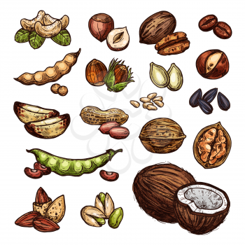 Nuts and beans sketch organic farm coconut, peanuts, pistachios and walnuts. Vector isolated nuts harvest of sunflower seeds, cashews or almonds and filbert nut