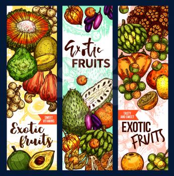 Exotic fruits and tropical fruit harvest sketch banners. Vector design of pandan, bergamot or lucuma and tangerine fruit, organic naranjilla, longkong or soursop and mombin with jambolan and physalis