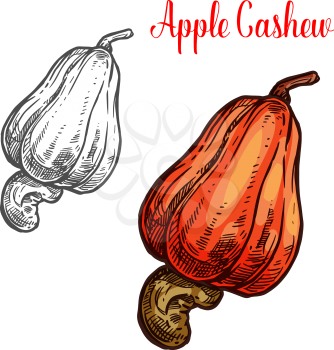 Cashew apple fruit with nut sketch of brazilian tropical tree. Exotic pear shaped berry with ripe seed icon of healthy organic food ingredient for vegetarian snack and farm market label design