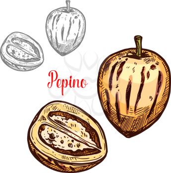 Pepino fruit sketch of exotic melon pear. Whole and cut in half pepino berry with yellow peel isolated icon for tropical dessert ingredient, vegetarian snack food and fruity salad recipe design