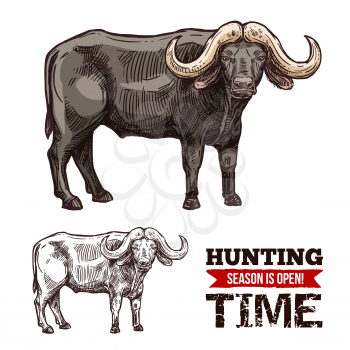 African buffalo animal isolated sketch of hunting sport open season. Black bull of cape buffalo or desert ox with large horns for safari tour or hunter club symbol design