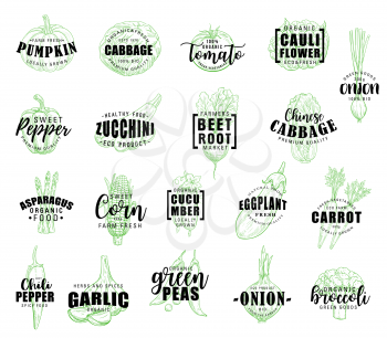 Vegetable lettering with fresh farm veggies sketch. Fresh tomato, carrot and pepper, onion, cabbage and broccoli, zucchini, asparagus and garlic, eggplant, cauliflower and pumpkin for label design
