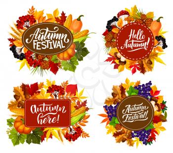 Fall fest or autumn festival posters with seasonal holiday quotes. Vector pumpkin and corn harvest with mushrooms and berries in autumn maple leaf foliage and oak acorns for Thanksgiving holiday