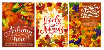 Autumn harvest festival posters with vegetables and fruits, berries and nuts. Grapes and cranberry, acorn and pear, mushroom and corn, pumpkin or squash and currant, wheat spikes and viburnum vector