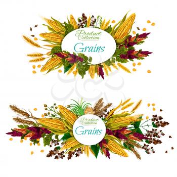 Cereal, vegetable and seed grains food. Ripe wheat, barley and rice, oat, corn and rye, millet, quinoa, buckwheat and spelt plant branch banner for healthy food and agriculture harvest design