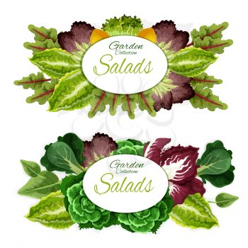 Green leaves vegetables and salads of health food ingredients. Lettuce, cabbage and spinach, bok choy, chard and watercress, radicchio and chicory veggies posters for farm market design