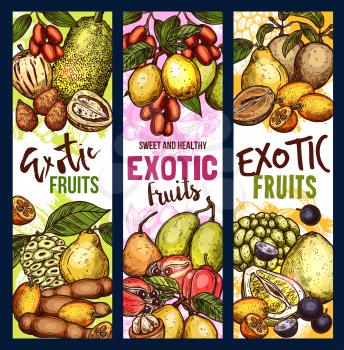 Exotic fruit sketch sweet food. Tropical pomelo, kumquat and quince, jackfruit, ackee and tamarind, morinda, sapodilla and jabuticaba berry, jujube, marula and sweetsop