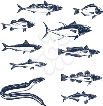 Fish sketch icons. Vector isolated fish scad or horse mackerel, scomber or anchovy and tuna, hake merluccius or sardine and sea bass or dorada gilt-head bream