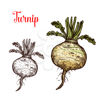 Turnip vegetable vector sketch. Botanical design of Brassica rapa plant root for vegetarian or vegan food, farmer market and agriculture or cooking recipe design