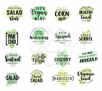 Salads and lettuce vegetables lettering for product package design or vegan restaurant menu. Vector vegetarian chicory and corn salad or spinach and arugula, farm radiccio and organic chicory veggie