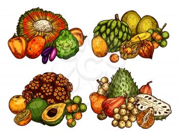 Exotic fruits sketch harvest of longkong, soursop apple or mombin and pandan, naranjilla or jambolan and bergamot fruit, lucuma or tangerine and physalis. Vector design for tropical farm market