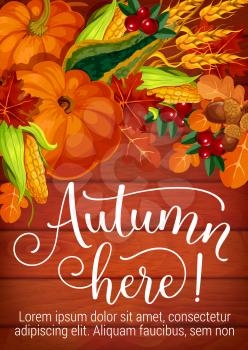 Autumn here poster of harvest and fall foliage for seasonal festival or holiday celebration. Vector design of pumpkin, corn or oak acorn and cranberry berry with autumn maple leaf on wooden background