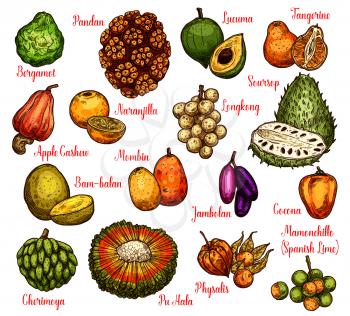 Exotic tropical fruits sketch with names. Vector pandan or pandanus, longkong or soursop apple and mombin, naranjilla or jambolan and bergamot fruit, lucuma or tangerine and physalis