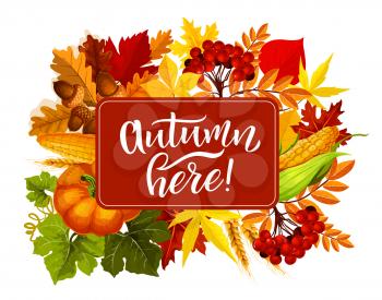 Autumn here poster for seasonal fall holiday or celebration event. Vector pumpkin with corn, rowan berry and oak acorns in maple and elm leaf or wheat ripe with quote in frame